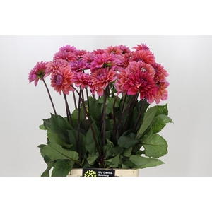 Dahlia Dalmuti Baroness