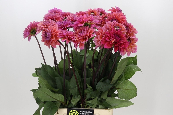 <h4>Dahlia Dalmuti Baroness</h4>