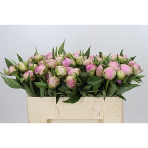 Paeonia Pink Giant