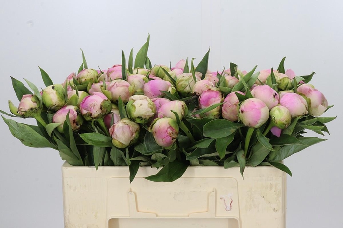 <h4>Paeonia Pink Giant</h4>