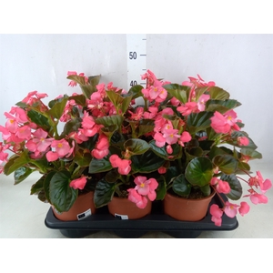 Begonia  'Big Rose wBronze Leaf'