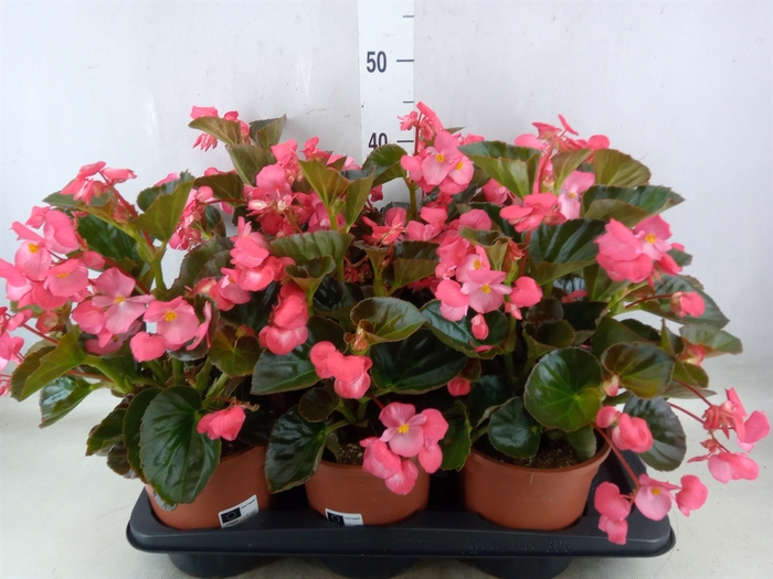 <h4>Begonia  'Big Rose wBronze Leaf'</h4>