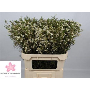 Chame Un Ofir White 80cm