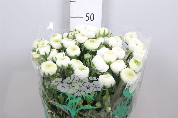 <h4>Ran El White</h4>