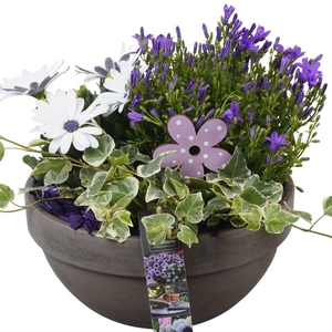 Arr.   Perkplanten L%