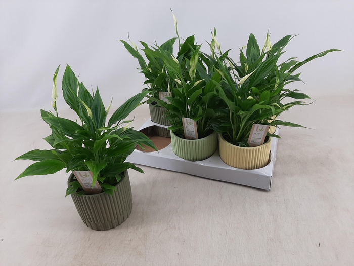 <h4>SPATH CHOPIN</h4>