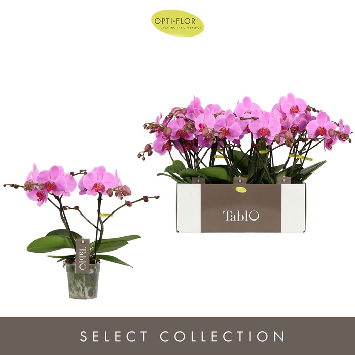 <h4>Phalaenopsis   ...rose</h4>