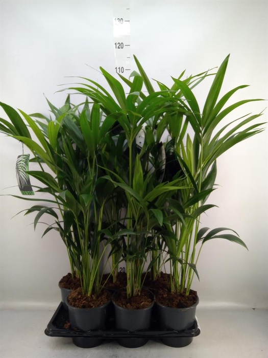 <h4>Howea forsteriana</h4>