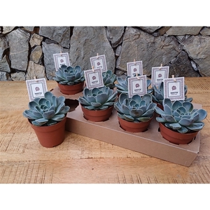 PAREL 47.3 Echeveria Rosetta ® Cielo 12cm with etiket