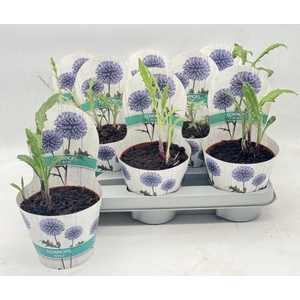 ECHINOPS RITRO