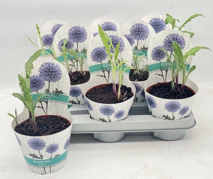 <h4>ECHINOPS RITRO</h4>