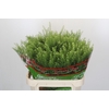 Lepidium Green Dragon