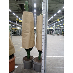 Euphorbia   ...