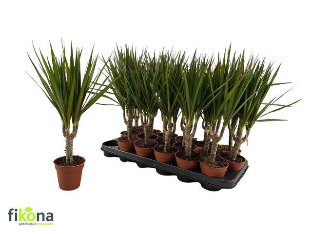 <h4>DRA MARGINATA</h4>
