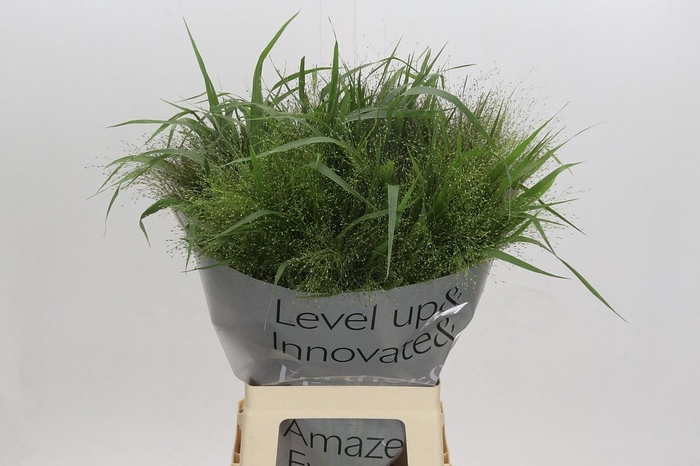 <h4>PANIC VI FONTAINE</h4>