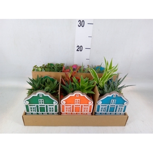 Arr.   Kamerplant Groen L%