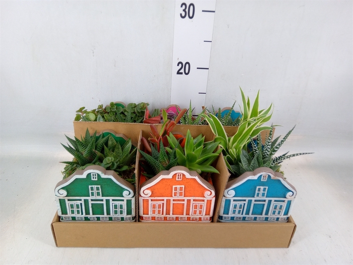 <h4>Arr.   Kamerplant Groen L%</h4>