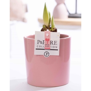 Hippeastrum pink in P&PURE Essential ceramics pink