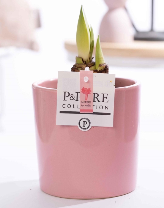 <h4>Hippeastrum pink in P&PURE Essential ceramics pink</h4>