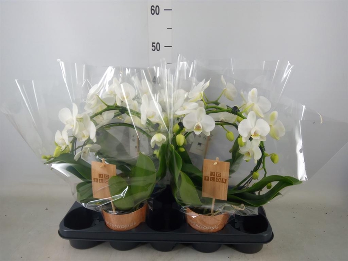 <h4>Phalaenopsis   ...</h4>