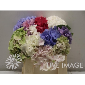 Hydrangea mix in bucket