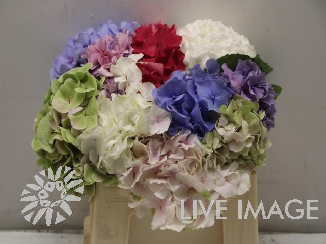 <h4>Hydrangea mix in bucket</h4>