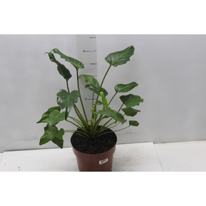 PHILODENDRON XANADU P17
