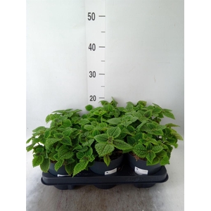Pilea mollis 'Moon Valley'