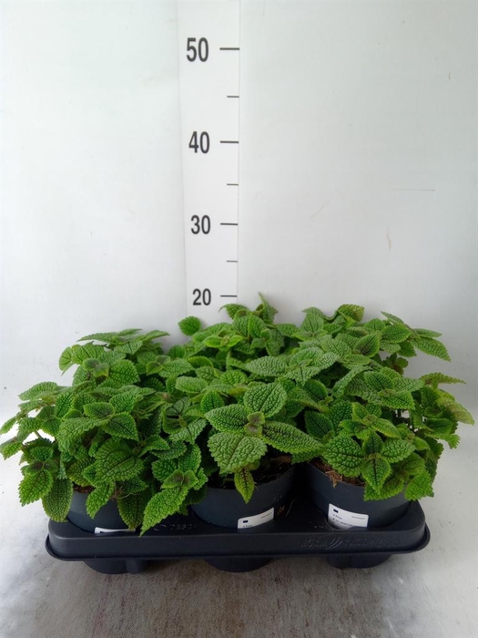 <h4>Pilea mollis 'Moon Valley'</h4>