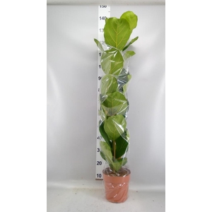 Ficus lyrata