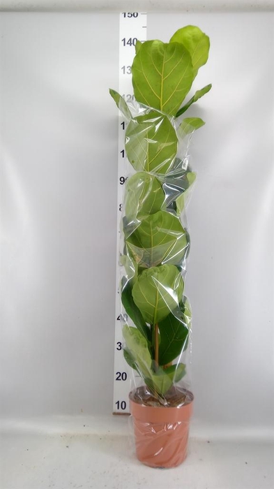 <h4>Ficus lyrata</h4>
