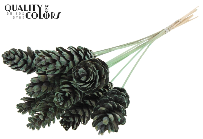 Strobus 10-15cm on stem Frosted Mint Green