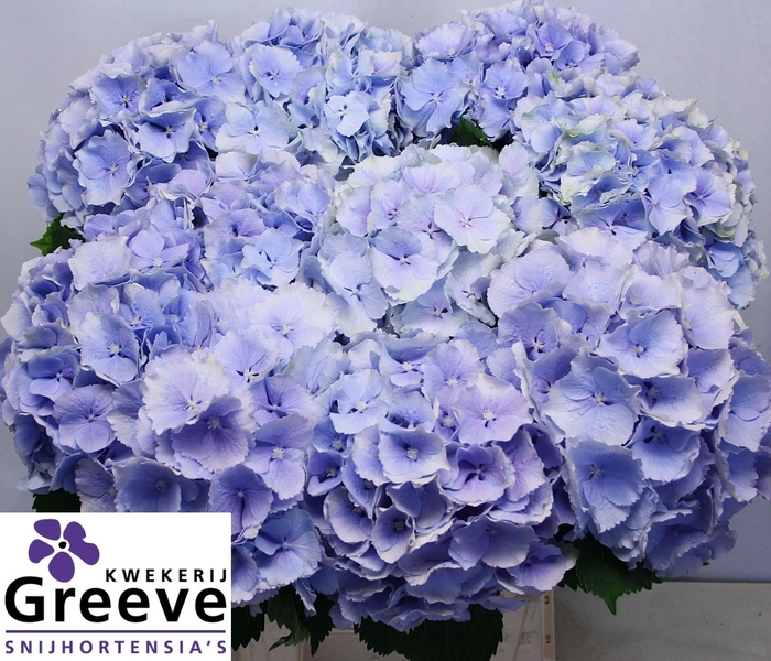 <h4>HYDR M CH VERENA BL</h4>