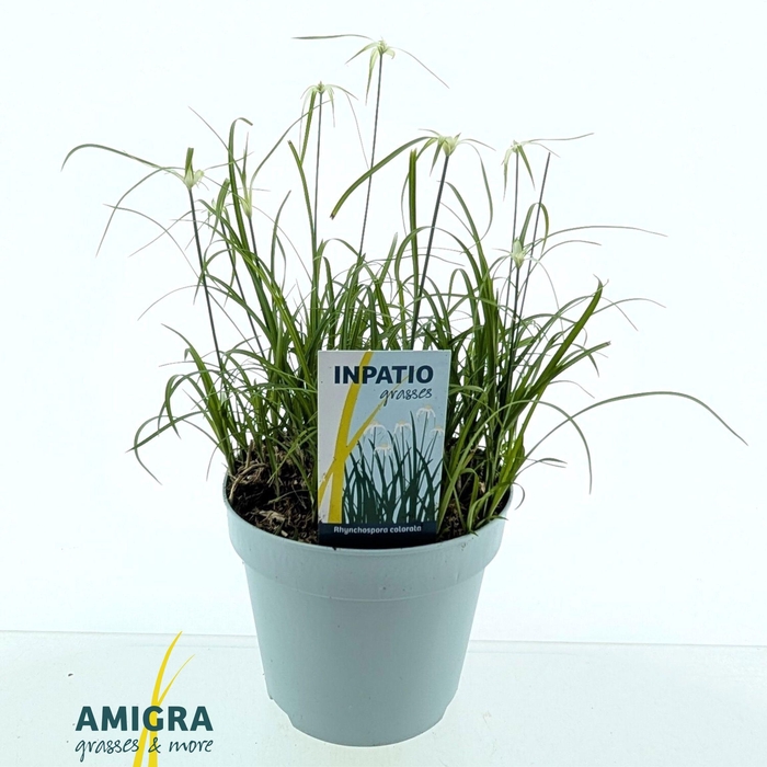 <h4>Rhynchospora colorata</h4>