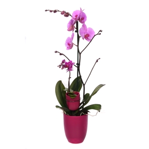 Hugo Cyclame Phal Paars 1T+ Tiny Dolls 1T