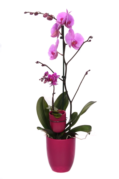 <h4>Hugo Cyclame Phal Paars 1T+ Tiny Dolls 1T</h4>