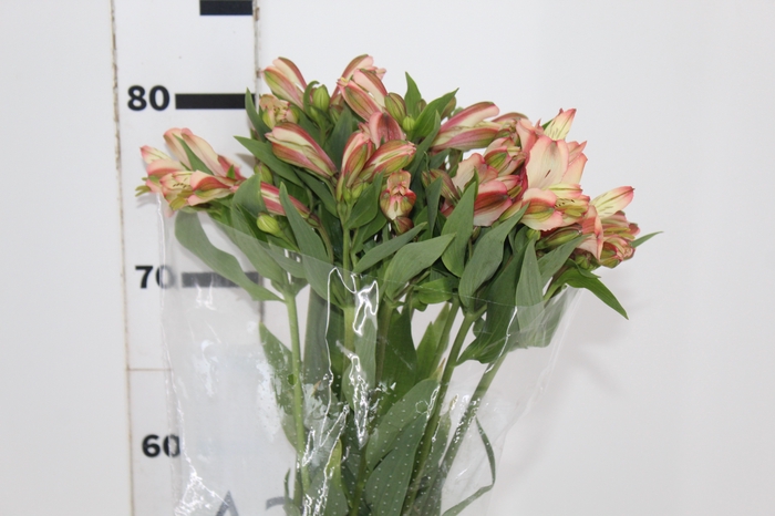 <h4>ALSTROEMERIA MILOS 080 CM</h4>