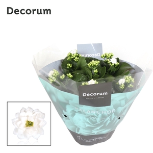 Kalanchoe Decorum - White