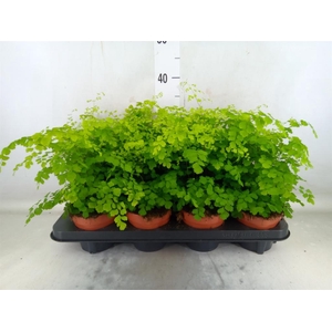 Adiantum raddi. 'Fragrans'