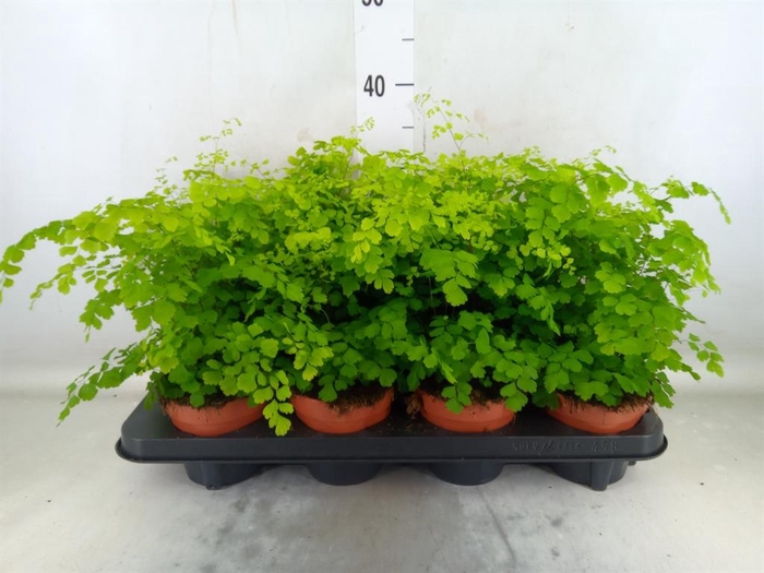 <h4>Adiantum raddi. 'Fragrans'</h4>