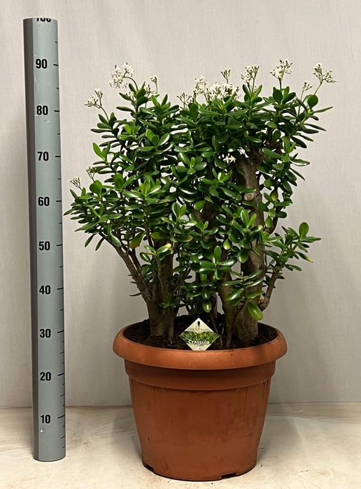 <h4>CRASS OVATA</h4>