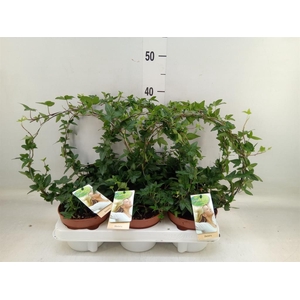 Hedera   ...green leafed