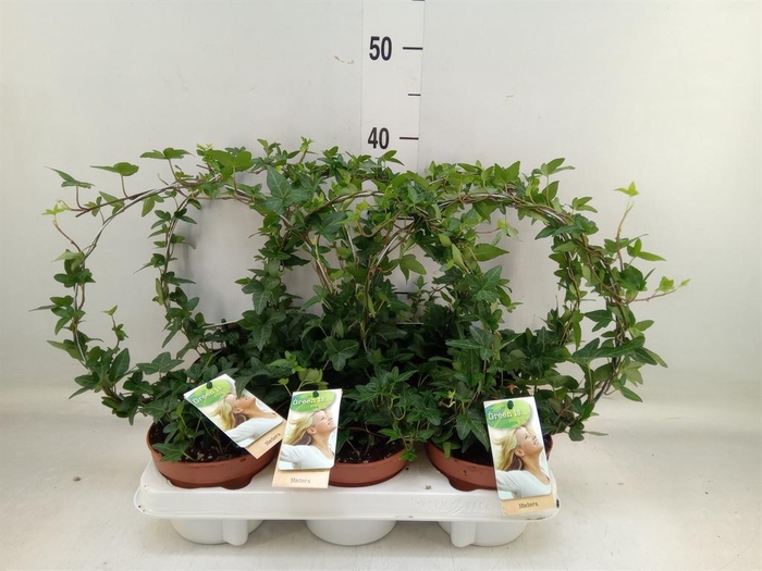 <h4>Hedera   ...green leafed</h4>