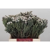 Kaaps Groen Silver Brunia