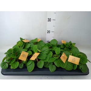 Peperomia albov. 'Rana Verde'