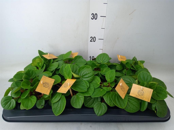 <h4>Peperomia albov. 'Rana Verde'</h4>