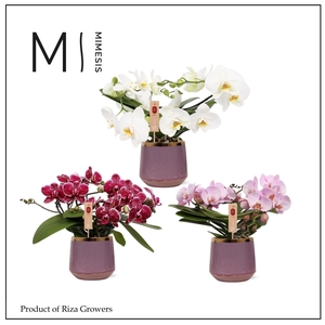 Phalaenopsis Muse Mix 25+ – 12cm in Celeste | Mimesis