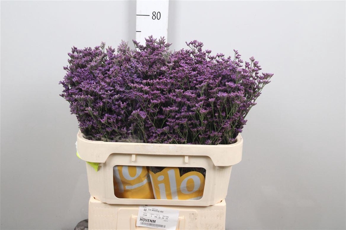 <h4>Lim Shooting Star</h4>