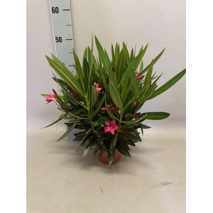Nerium oleander Struik Pink 14cm