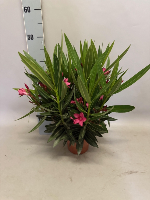 <h4>Nerium oleander Struik Pink 14cm</h4>
